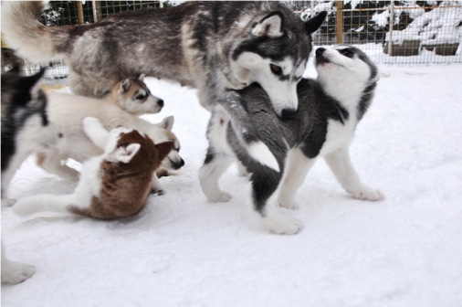 Ebensee Huskywelpen Kleine Helden Im Schnee Salzi At Aktuelles Aus Dem Salzkammergut