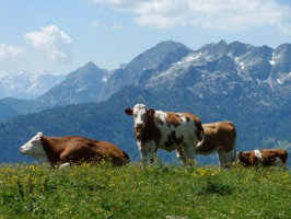 "Alles Käse" bei der Käseroas auf der Zwieselalm