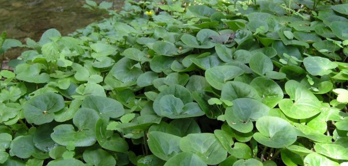 Giftpflanzen In Natur Und Garten Salzi At Aktuelles Aus Dem